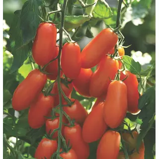 Tomato - Marzito (Seed)