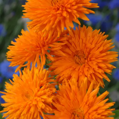 Calendula - Porcupine (Seed)