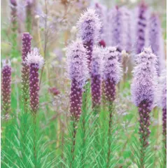 Liatris - Goblin (Bulk Seed)