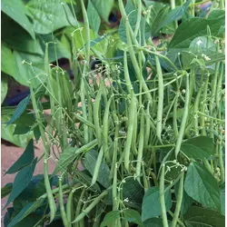 Bean - Mascotte (Bulk Seed)