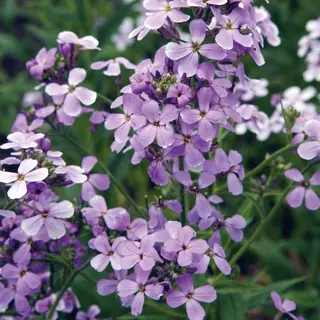 Hesperis