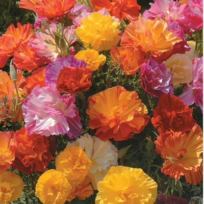 California Poppy - XL Jelly Beans (Seed)