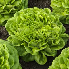 Lettuce - Canagio (Pelletized Bulk Seed)