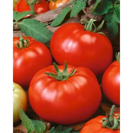 TOMATO BEEFSTEAK OG | 15 LBS