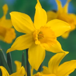Daffodil - 'February Gold' 10/pkg