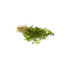 Mumm's Dill Sprouts