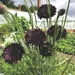 Cornflower - Black Ball (Seed)