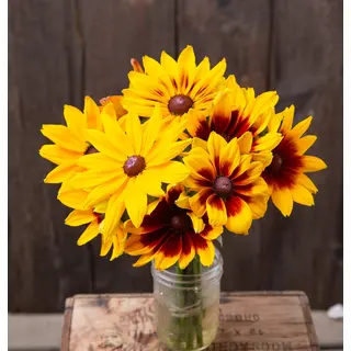 Rudbeckia (Organic Seed)