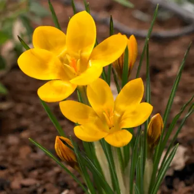 Crocus - 'Dorothy' 25/pkg