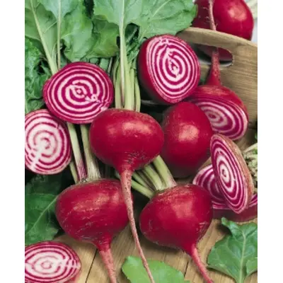 Beet - Chioggia (Seed)