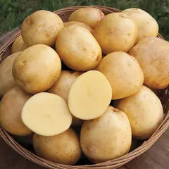 POTATO YUKON GOLD OG | 50 LBS / SIZE A