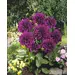 Dahlia - 'Thomas Edison' 1/pkg