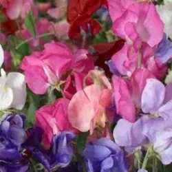 Sweet Pea - Perfume Delight (Bulk Seed)