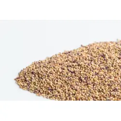 Mumm's Clover Sprouts (Red)