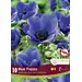 Anemone - 'Blue Poppy' 10/pkg