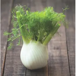 Herb - Fennel (Bulk Seed)