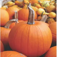 Pumpkin - Early Sugar Pie (Bulk Seed)