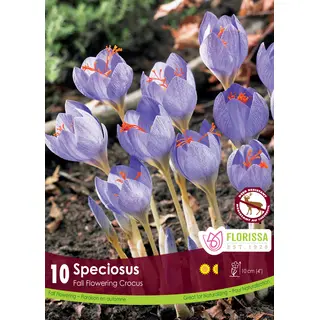 Crocus - 'Speciosus' 10/pkg
