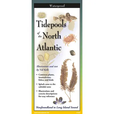 Tidepools Of The North Atlantic