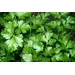 HERB PARSLEY FLAT OG | 10 CT