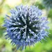 Blue Globe Thistle (Seed)