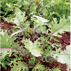 Kale - Red Russian (Bulk Seed)