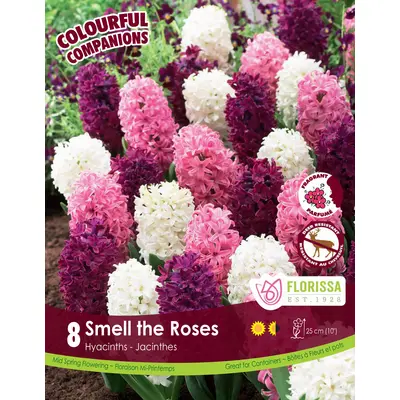 Hyacinth Mix - 'Smell the Roses' 8/pkg