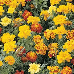 Marigold - Bonanza Bolero (Bulk Seed)