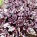 Herb - Basil - Round Midnight (Seed)