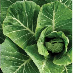 Collard - Vates (Bulk Seed)