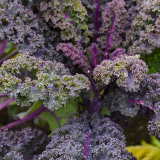 Kale - Curly Scarlet (Seed)