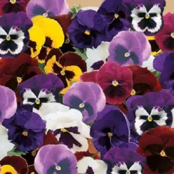 Pansy - Swiss Giants Mix (Bulk Seed)