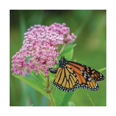 Milkweed Carmine Rose
