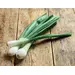 ONIONS GREEN SCALLION OG | 12 CT