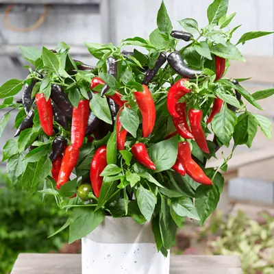 Sweet Pepper - Mamba Sweet F1 (Seed)