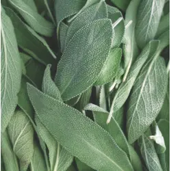 Herb - Sage (Bulk Seed)