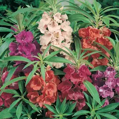 Balsam - Double Mix (Bulk Seed)