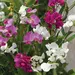 Perennial Sweet Pea (Seed)