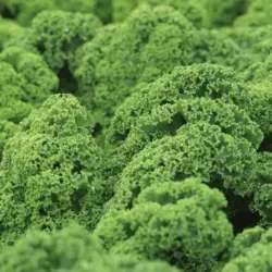 Kale - Prizm (Bulk Seed)