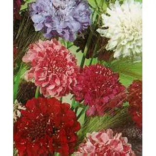 Scabiosa - Imperial Mix (Seed)