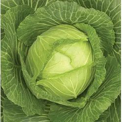 Cabbage - Golden Acre (Bulk Seed)