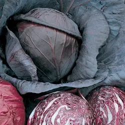 Cabbage - Red Acre (Bulk Seed)