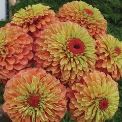 Zinnia - Queeny Lime Orange (Bulk Seed)