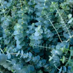 Eucalyptus - Baby Blue (Bulk Seed)