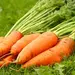 Carrot - Atomic Red (Bulk Seed)
