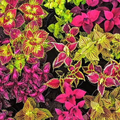 Coleus - Rainbow Mix (Seed)