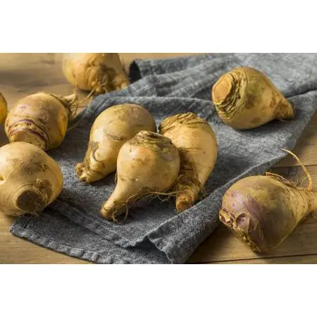 RUTABAGA OG | 25 LBS