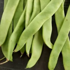 Bean - Roma II (Bulk Seed)