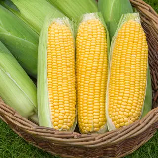 Corn - Moonshine (Seed)