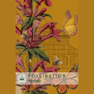 Hyssop - Tricolour Mixed (Seed)